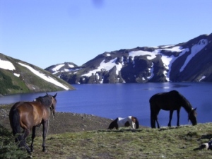Pferde vor der Laguna Azul, NP Villarrica - Patagonien, Anden